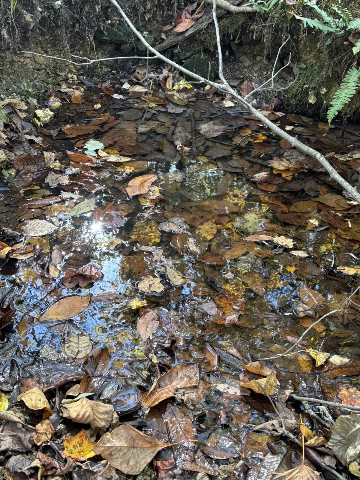 Hohenwald, TN 38462,0 Columbia Hwy