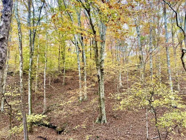 Westmoreland, TN 37186,0 West Garretts Creek Rd