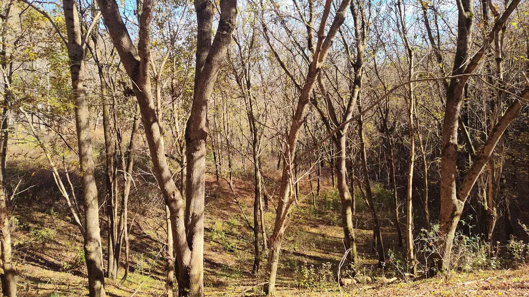 85 Blackberry Ridge Way, Smithville, TN 37166