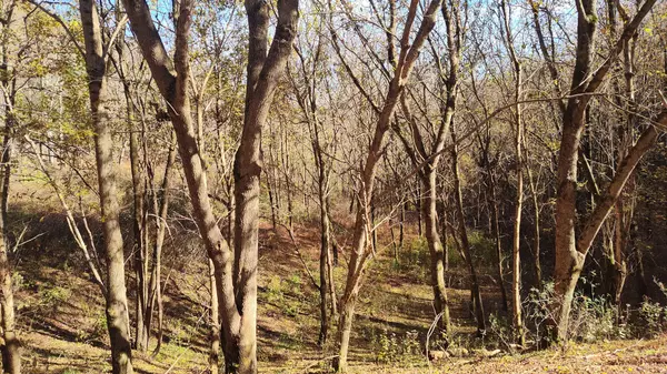 Smithville, TN 37166,85 Blackberry Ridge Way