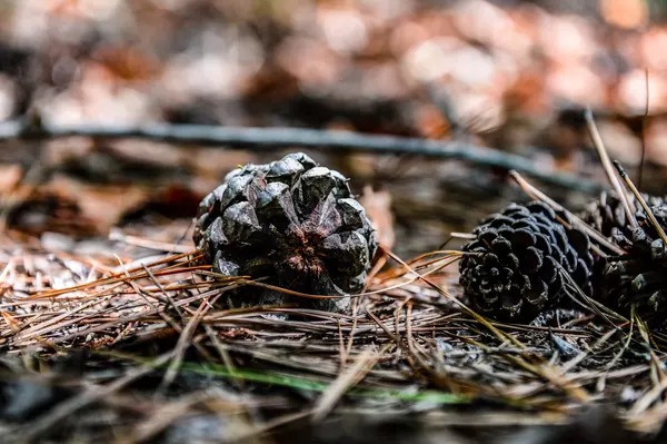 Hohenwald, TN 38462,0 Brush Creek Rd