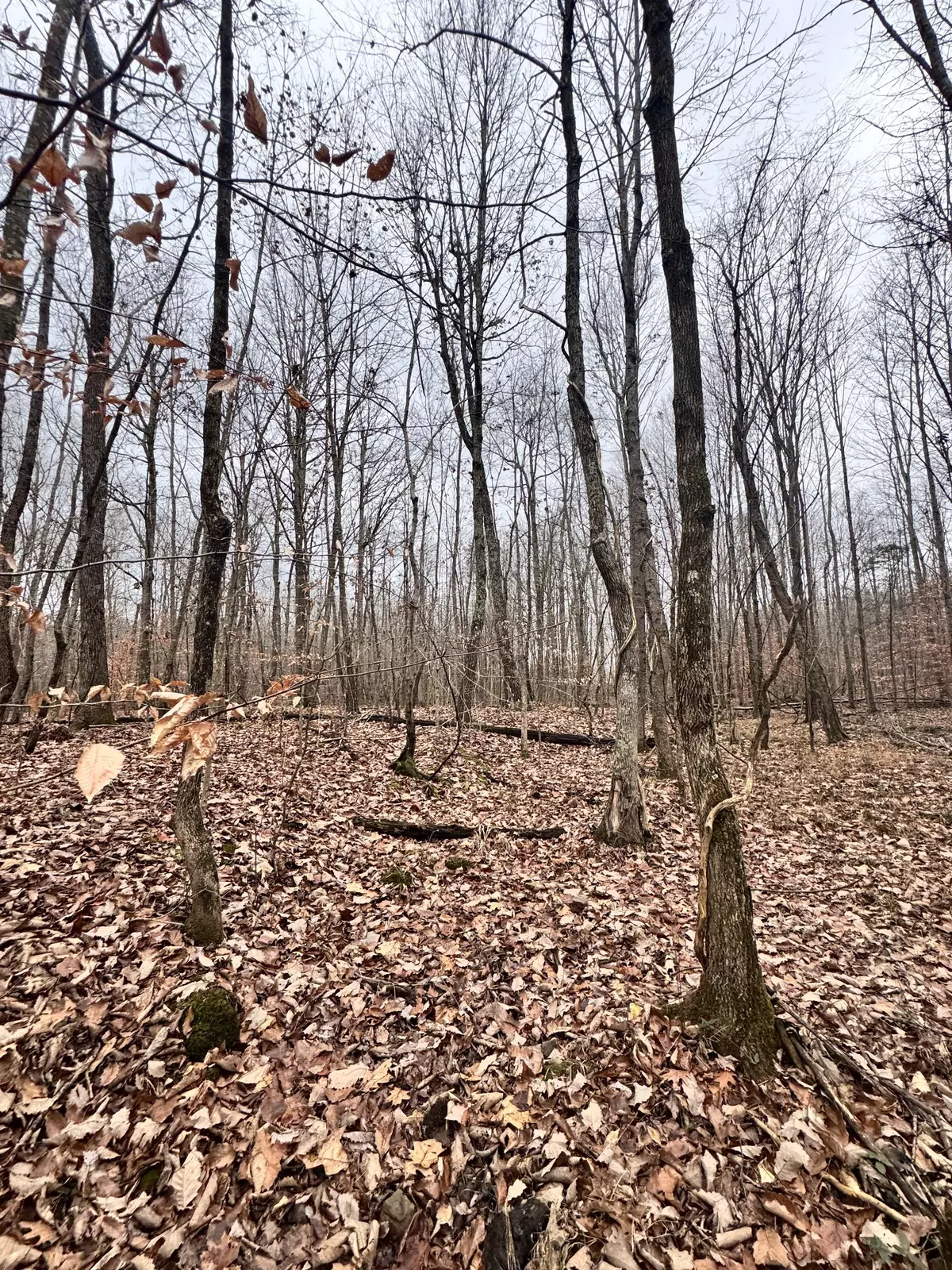 Bethpage, TN 37022,0 Mt Vernon Rd