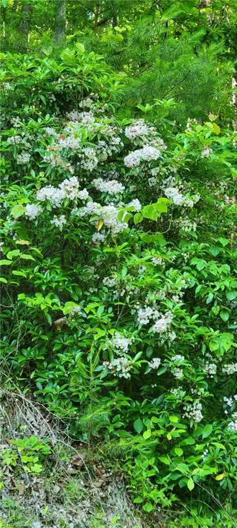 Hayes, NC 28635,0 Carter Mountain #Lot 26