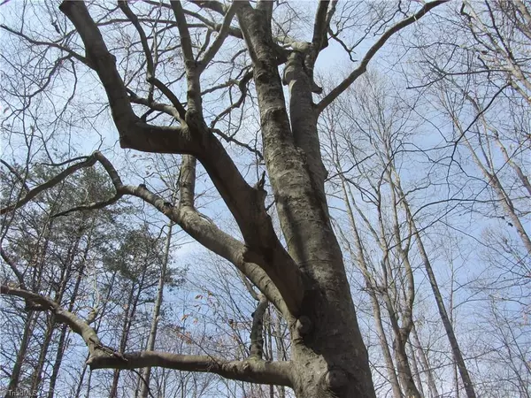 Stoneville, NC 27048,20.38 Acres Stone Mountain RD #Stone Mountain