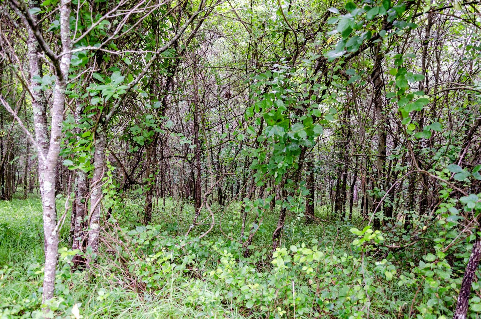 Spencer, TN 38585,0 Valley Ln
