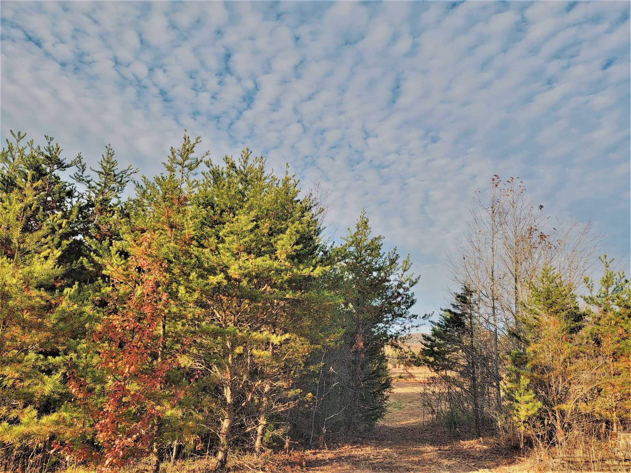 Tellico Plains, TN 37385,0 Mountain Ridge