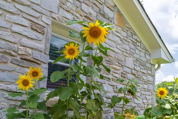 Fayetteville, TN 37334,1017 2nd Ave