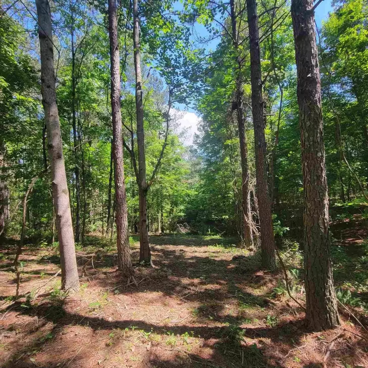 Guild, TN 37340,0 Split Rail Way