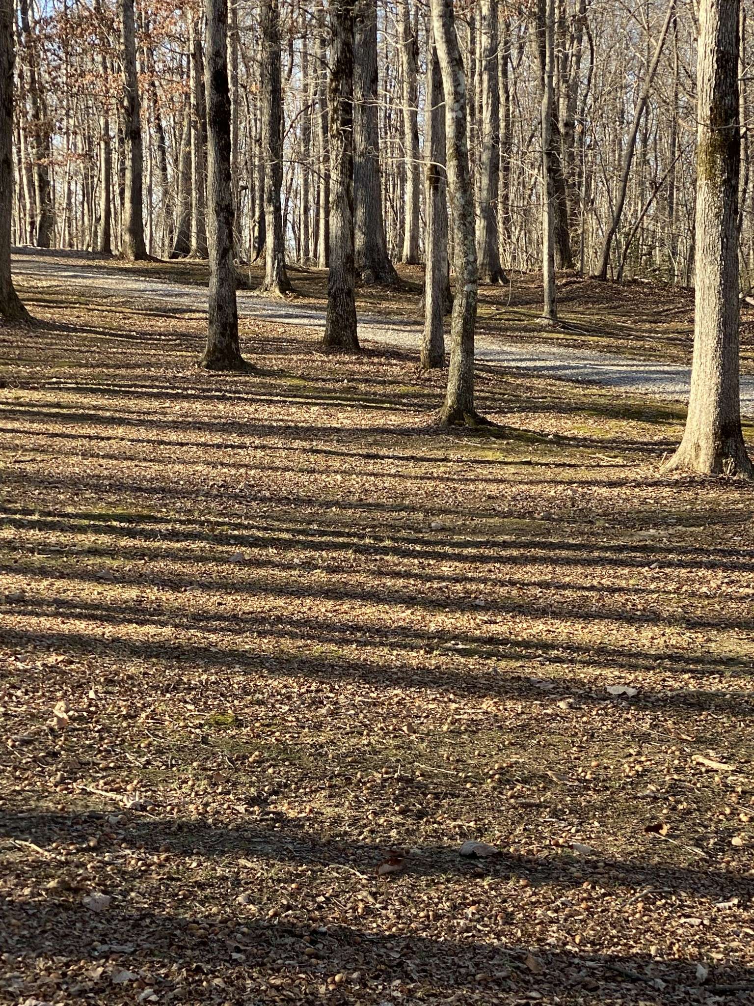 Monteagle, TN 37356,2271 Timberwood Trce