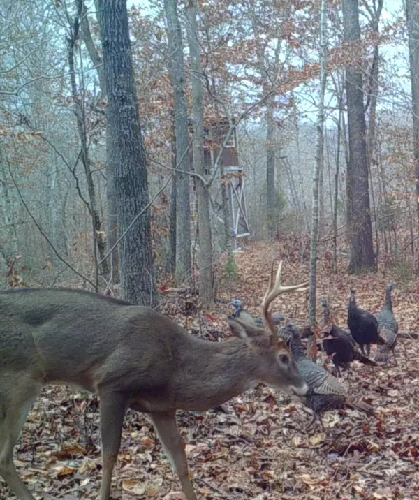 Hohenwald, TN 38462,694 Napier Rd