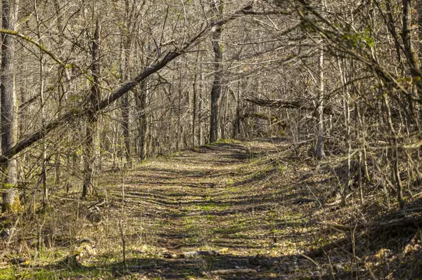 Cornersville, TN 37047,4250 Delina Rd