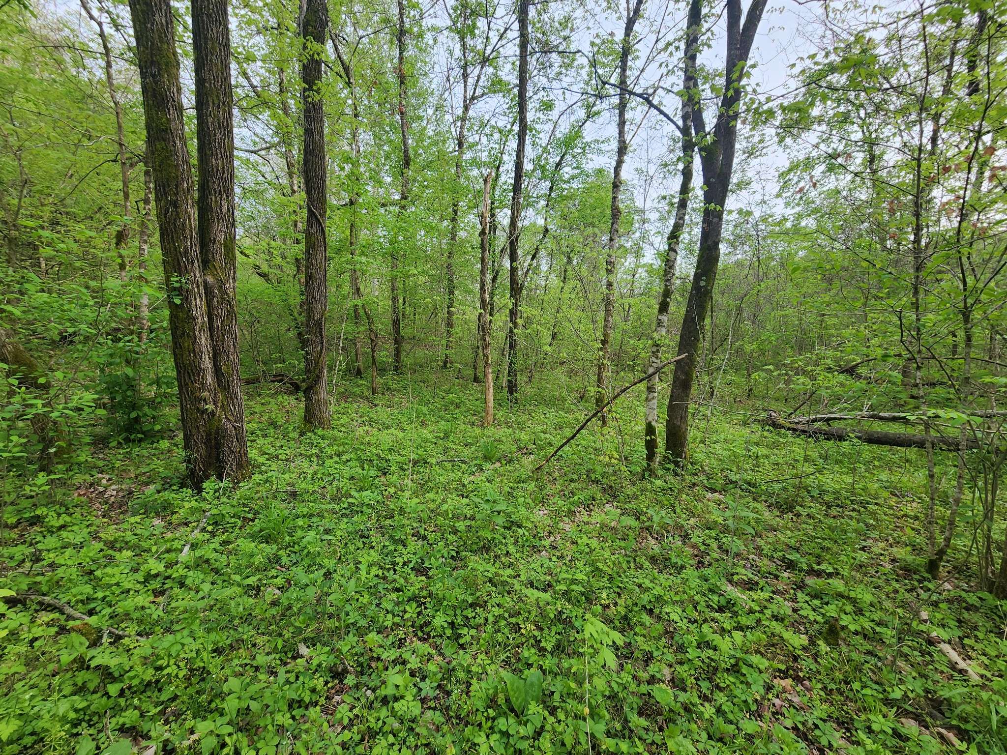 Waynesboro, TN 38485,0 Dog Creek