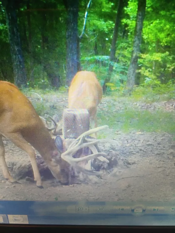 Bradyville, TN 37026,1634 Gilley Hill Rd