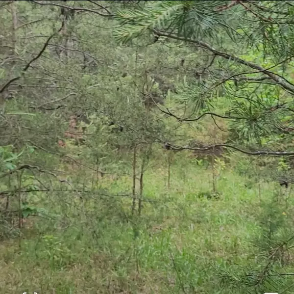 Spencer, TN 38585,0 Palamino Way