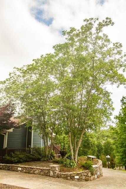 Woodbury, TN 37190,692 Tanglewood Dr