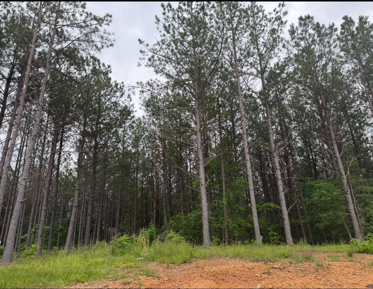 119 Auburn Dr, Hohenwald, TN 38462