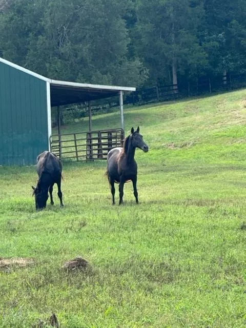 Erin, TN 37061,70 John Brooks Ln