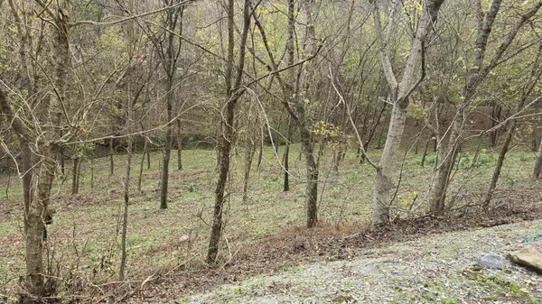 Smithville, TN 37166,85 Blackberry Ridge Way
