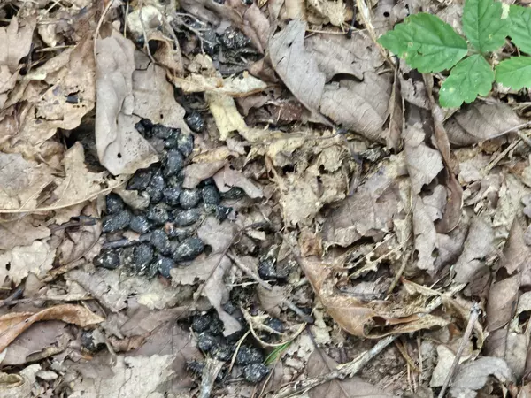 Coalmont, TN 37313,0 Company Farm Rd