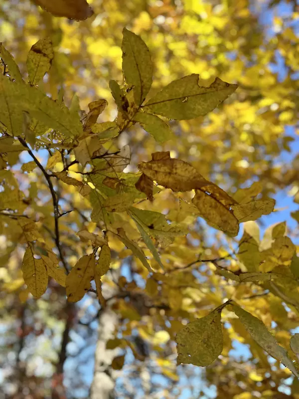 Mc Ewen, TN 37101,0 Hidden Highlands ct