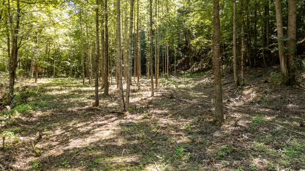 Collinwood, TN 38450,375 Roanoke Creek Rd