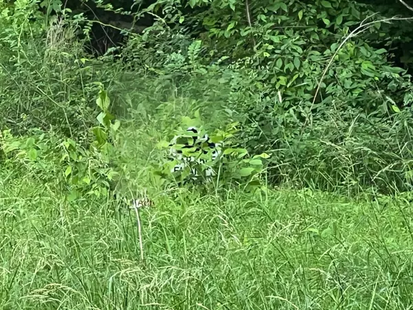 Clarksville, TN 37043,3 Jarrell Ridge Rd