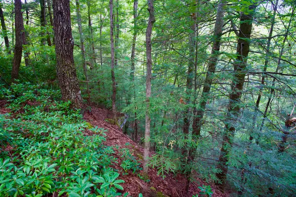 0 Fikes Field Rd & Greenfield Rd, Spencer, TN 38585