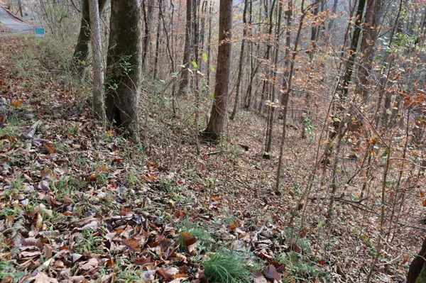 74 Cherokee Dr, Smithville, TN 37166