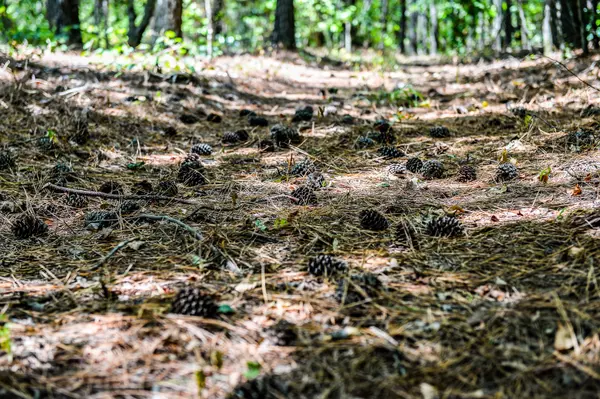 Hohenwald, TN 38462,0 Brush Creek Rd