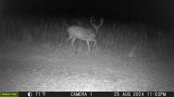 1722 Park Road, Holladay, TN 38341