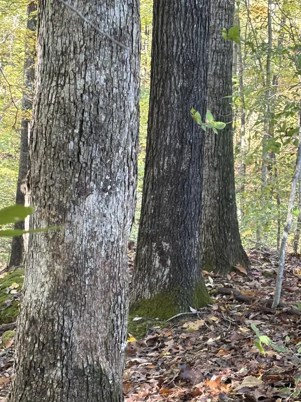 Allons, TN 38541,0 Collins Road