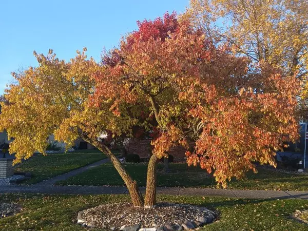 South Chicago Heights, IL 60411,181 W 28th ST