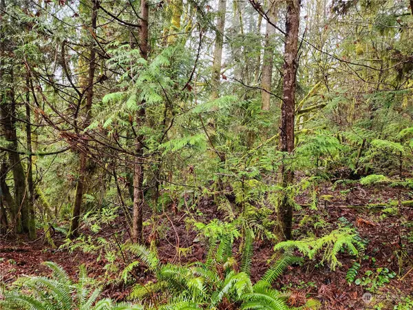 800 mountain trail, Brinnon, WA 98320