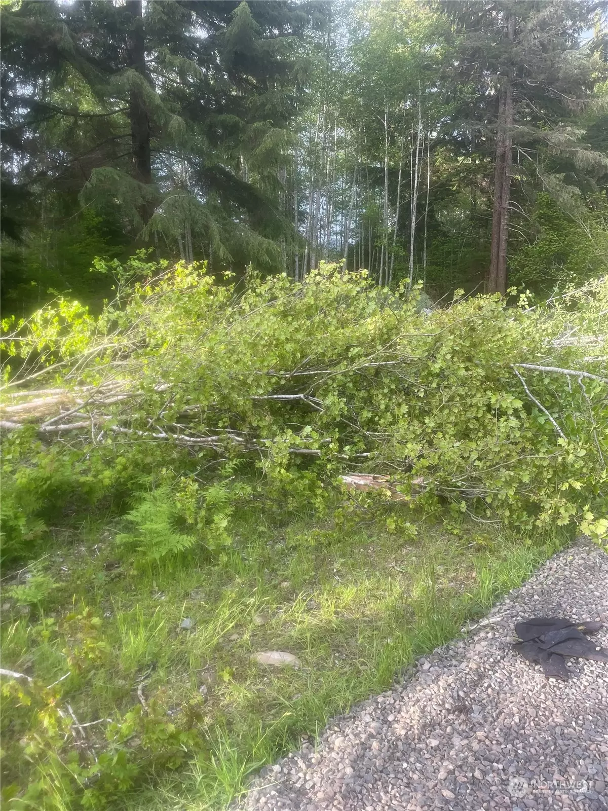 Forks, WA 98331,99945 Thomas ST