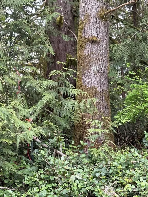 0 Lot 15 W Shore DR, Lake Cavanaugh, WA 98274