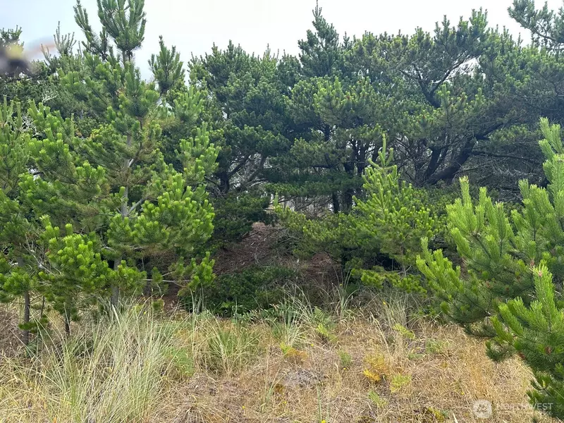 1002 311th ST, Ocean Park, WA 98640