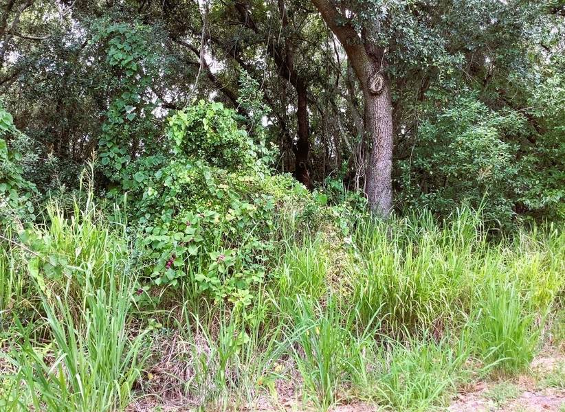 AVALON RD, Winter Garden, FL 34787