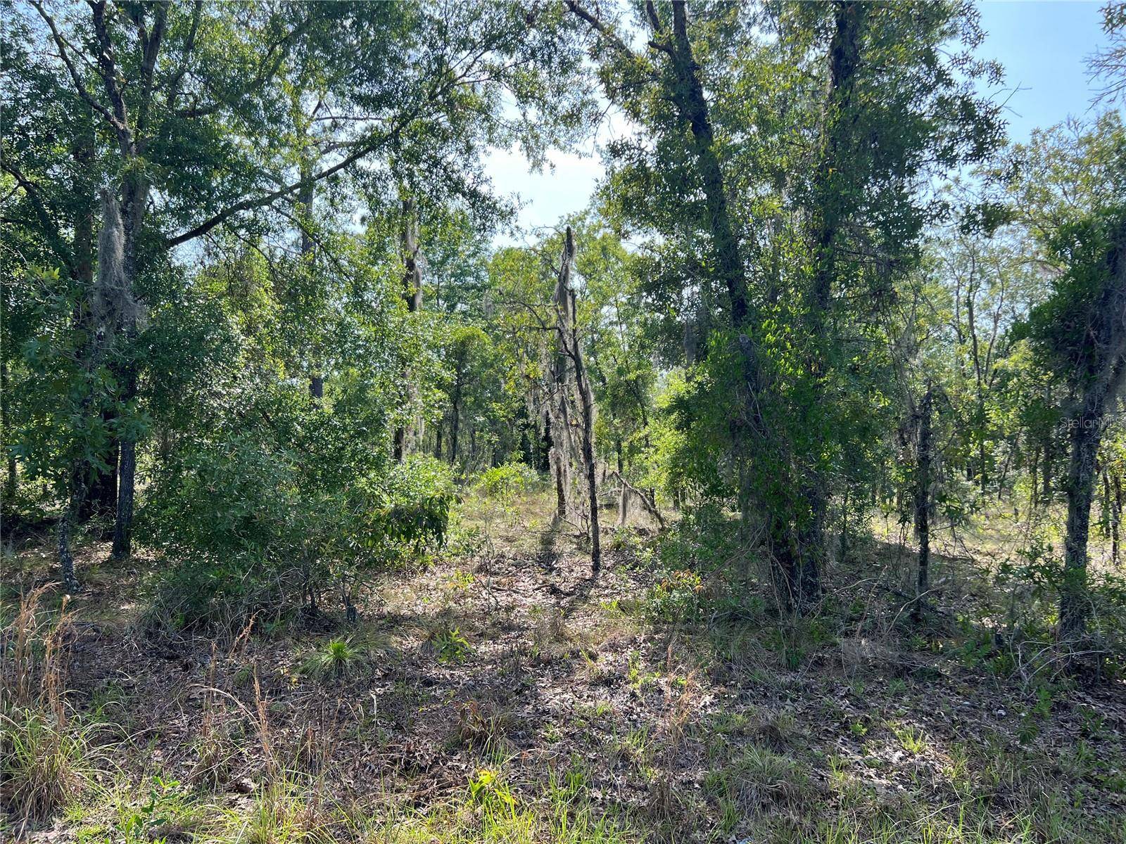 NE 152ND CT, Williston, FL 32696