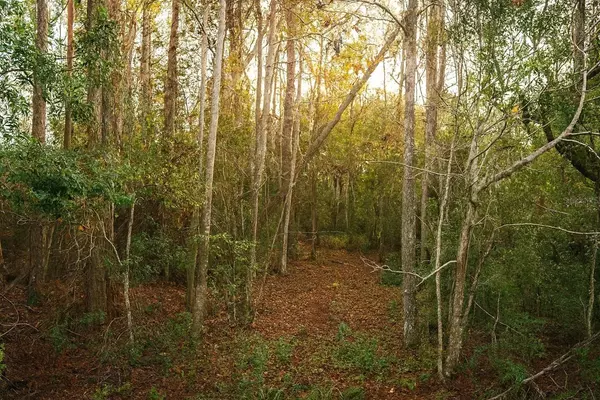 TBD CR-48, Yalaha, FL 34797