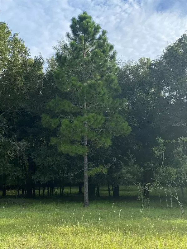 Oxford, FL 34484,CR 466