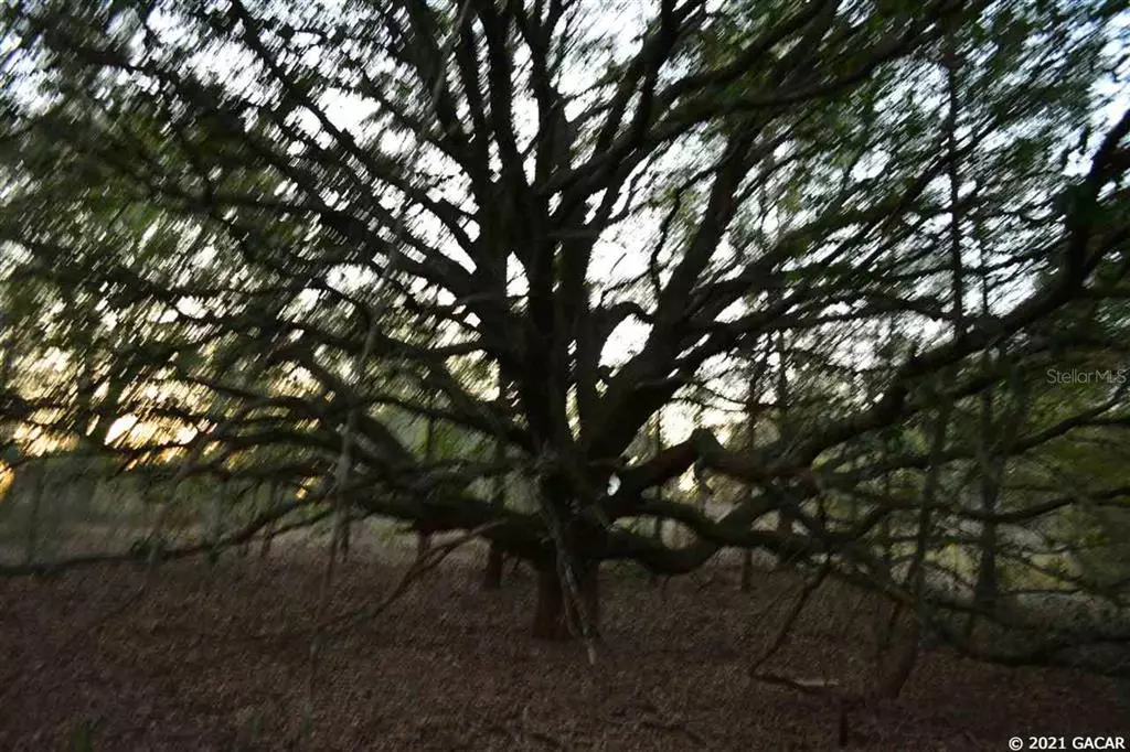 Melrose, FL 32666,TBD Ashley Lake DR