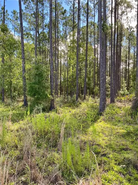 SE 51ST WAY, Trenton, FL 32693