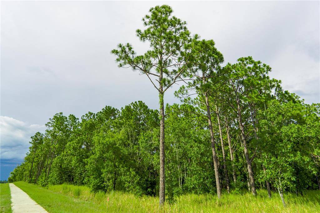 TBD SE 123RD LN, Belleview, FL 34420