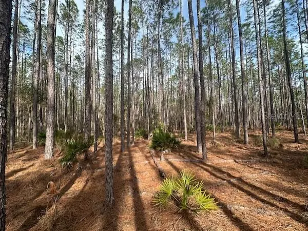 Bell, FL 32619,NW COUNTY ROAD 236