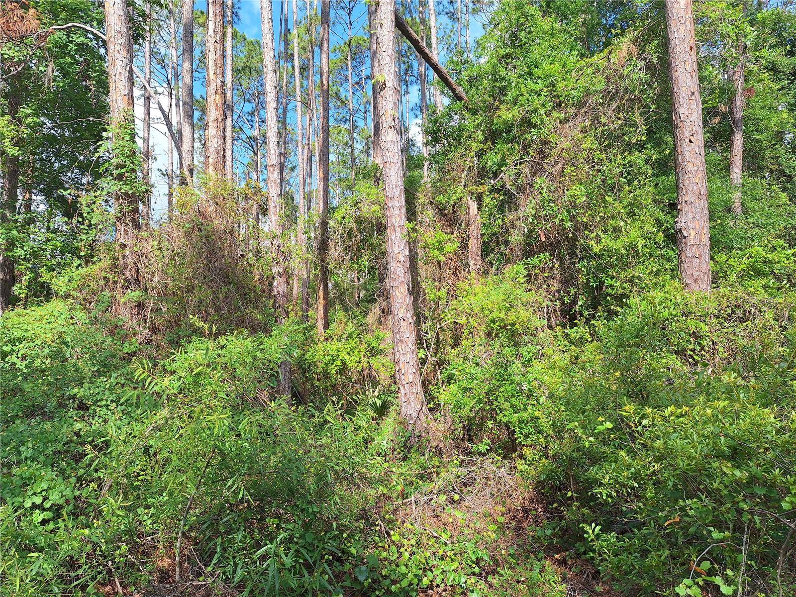 Lot 38 NE 512TH ST, Old Town, FL 32680