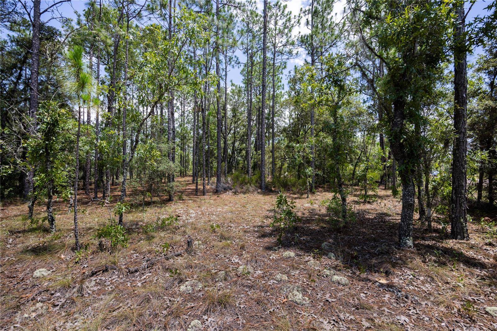 Williston, FL 32696,NE 150TH CT