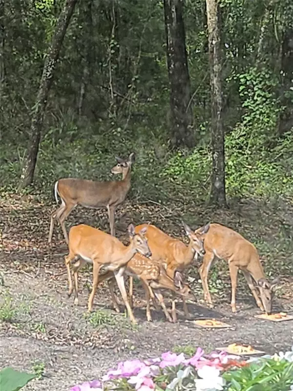 Melrose, FL 32666,8290 MELROSE RD