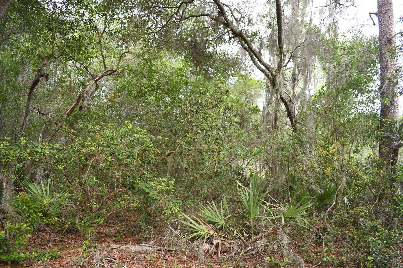 Fort Mc Coy, FL 32134,TBD NE 213TH LN