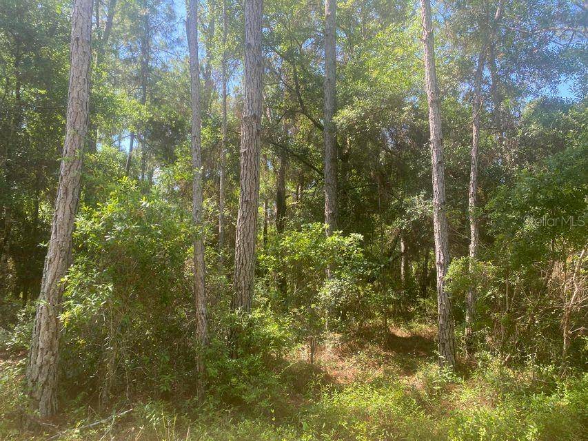 TBD 155TH LN, Fort Mc Coy, FL 32134