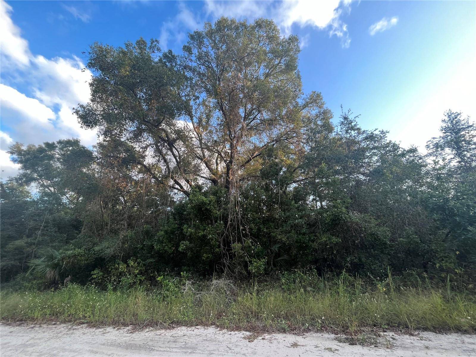 TBD NE 461 AVE, Old Town, FL 32680